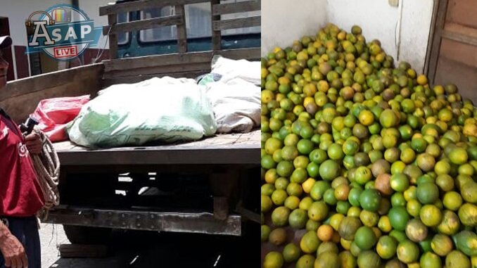 PUBLICAR 3 - Incautan naranjas que habían sido hurtadas de finca en Juayua.