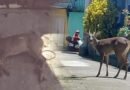 Venado que salía en Cerro de las Pavas fue encontrado sin vida en colonia de Cojutepeque.