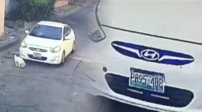 Picsart 22 01 07 15 09 35 711 800x445 - Denuncian como mujer atropelló a perrito en colonia de San Miguel.