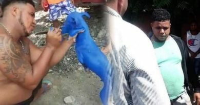 Policía detiene a hombre por pintar mascota completamente de azul.