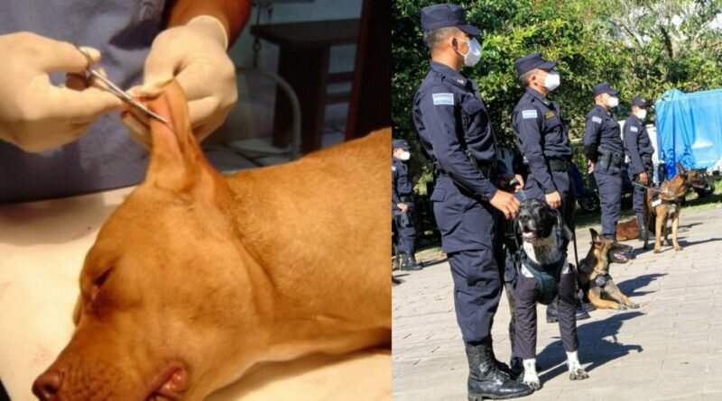 Picsart 22 01 18 10 41 15 746 800x445 - Proponen que sea delito quitarle cola y orejas a las mascotas en El Salvador.