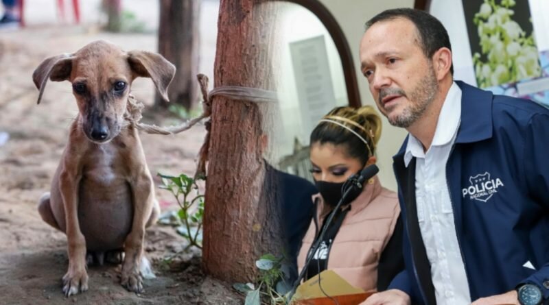 De 2 a 4 años de cárcel por maltratar a un animal será la reforma al Código Penal en El Salvador.