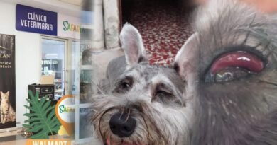 Llevó a su perrito por corte de pelo en peluquería de Santa Elena y se lo entregaron en mal estado.