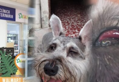 Llevó a su perrito por corte de pelo en peluquería de Santa Elena y se lo entregaron en mal estado.