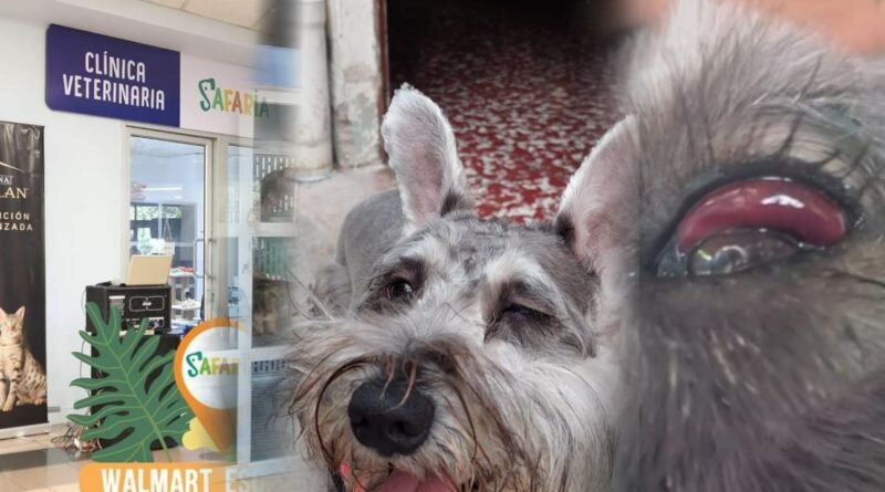 Llevó a su perrito por corte de pelo en peluquería de Santa Elena y se lo entregaron en mal estado.