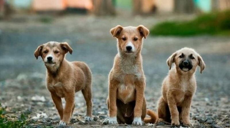 Aprueban con hasta 4 años de cárcel para quienes maltraten a Animales en El Salvador.