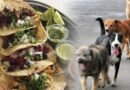 Robaban a perritos y los hacían en Tacos y comida mexicana, hay dos taqueros detenidos.