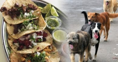 Robaban a perritos y los hacían en Tacos y comida mexicana, hay dos taqueros detenidos.