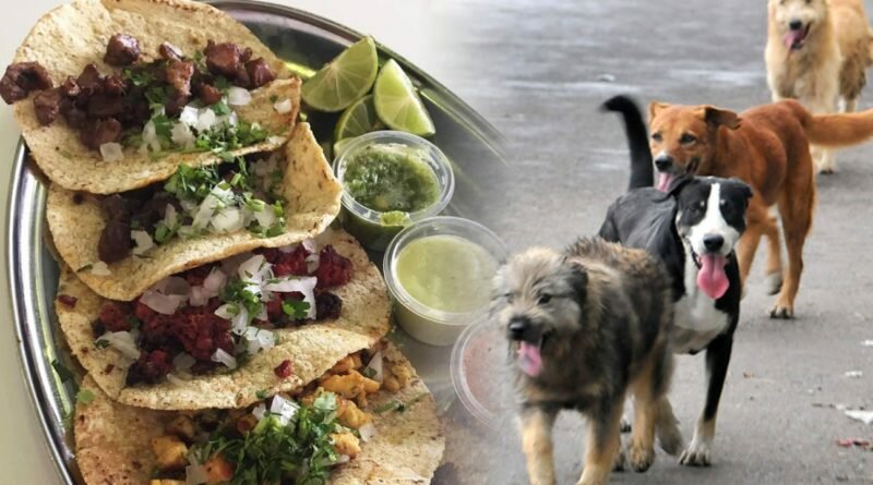 Robaban a perritos y los hacían en Tacos y comida mexicana, hay dos taqueros detenidos.