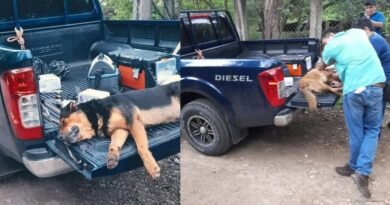 Ha pedido de pobladores. Sacrifican a perros que mataron a señora en San Alejo, La Unión.