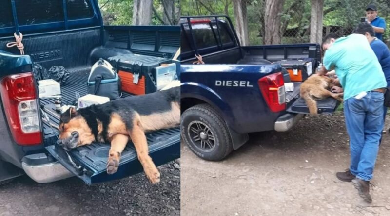 Ha pedido de pobladores. Sacrifican a perros que mataron a señora en San Alejo, La Unión.