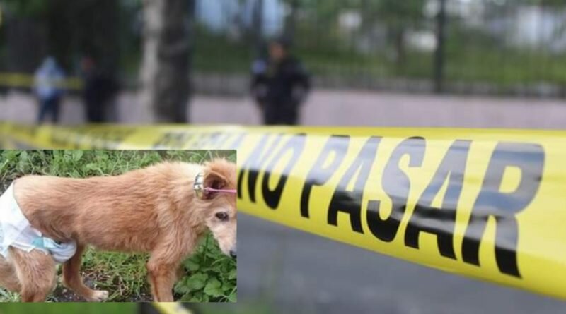 Muere degenerado sexual que violaba a una perrita y atacó a policías en San Miguel.