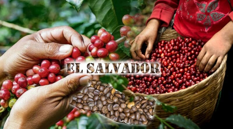 El Café Salvadoreño se vende en su mejor precio después de pasar décadas en el olvido.